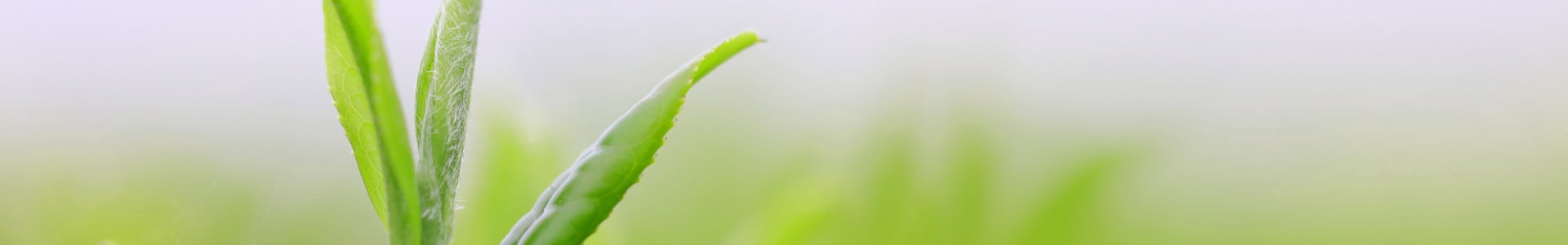 写真：茶葉